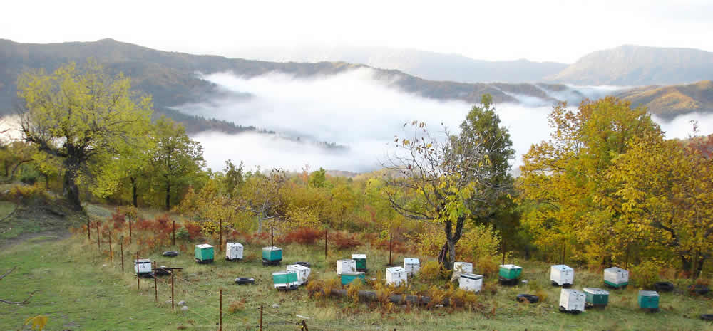 Das „Bienenhaus“, das sind wir, eine kleine Imkerei im kleinen Dorf Tsepelovo, Zagorochoria. Es liegt in 1100m Höhe in der Nähe der Stadt Ioannina, in den Bergen von Epirus