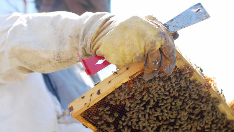 checking the beehouse hives in Tsepelovo