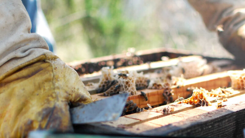 checking the beehouse hives in Tsepelovo
