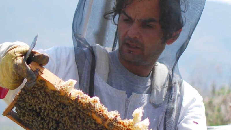 Moses, ...not the biblical one, checking the hives of beehouse in Tsepelovo